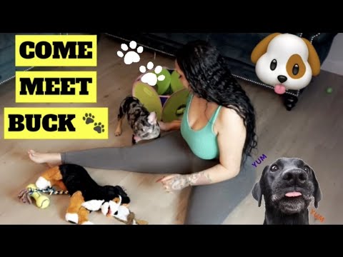 FRENCHIE PUPPY - SAZONDEPUERTORICO - YouTube