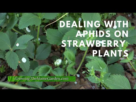 Dealing with Aphids on Strawberries
