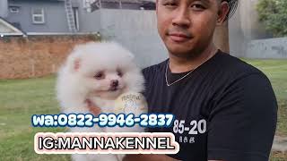 JUAL ANJING MINIPOM LUCU BANGET DI JAKARTA!!#jualanjing#pomeranianpuppy#pomeranian