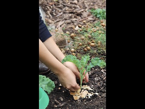 Video: In Eierschalen pflanzen – Wie man eine Eierschalenvase herstellt
