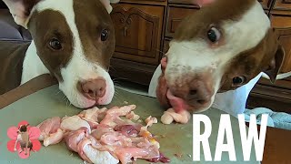 Two Pitbull dogs eating raw chicken knee ASMR