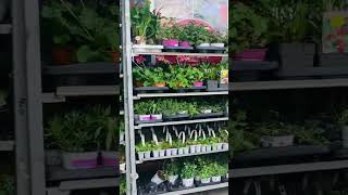 The Range store plants