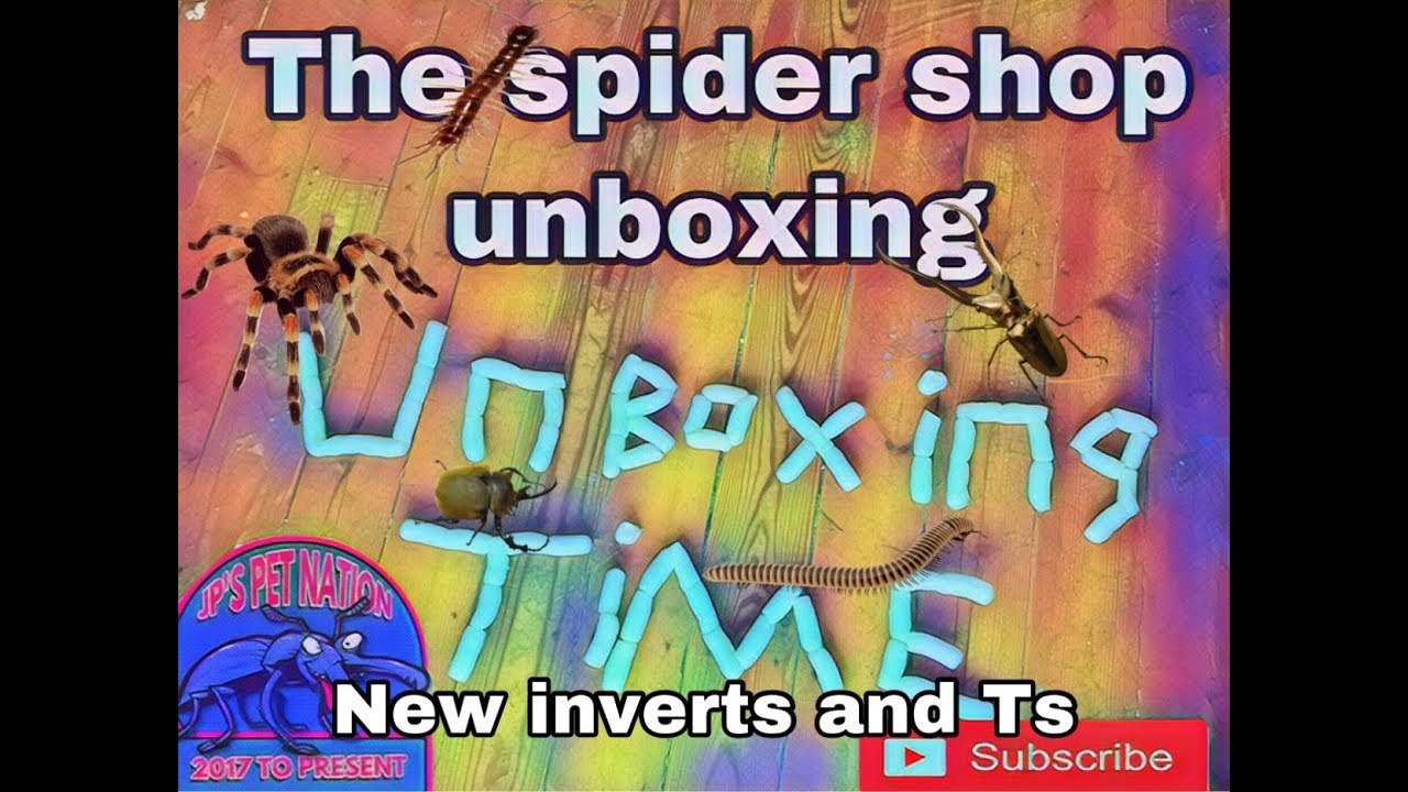 grammostola pulchra sling for sale Dream unboxing from the spider shop ! Plus rehousing them!
