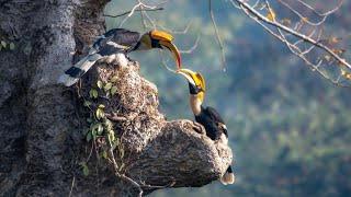 The Great Hornbills near Mangaon, Maharashtra