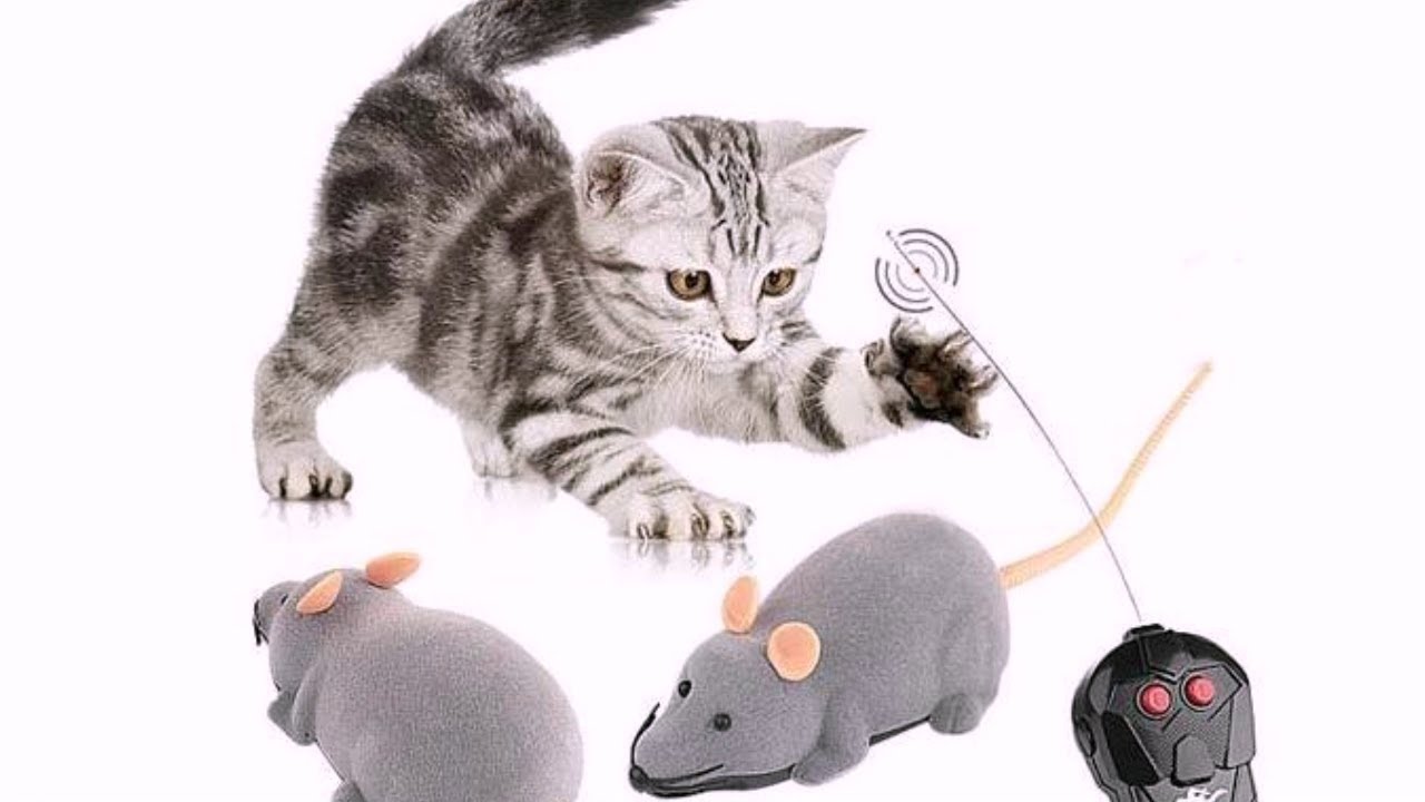 Видео где бегает мышка. Кот и мышка. Игрушка мышка для кошки. Кошка с игрушечной мышью. Кошки-мышки.