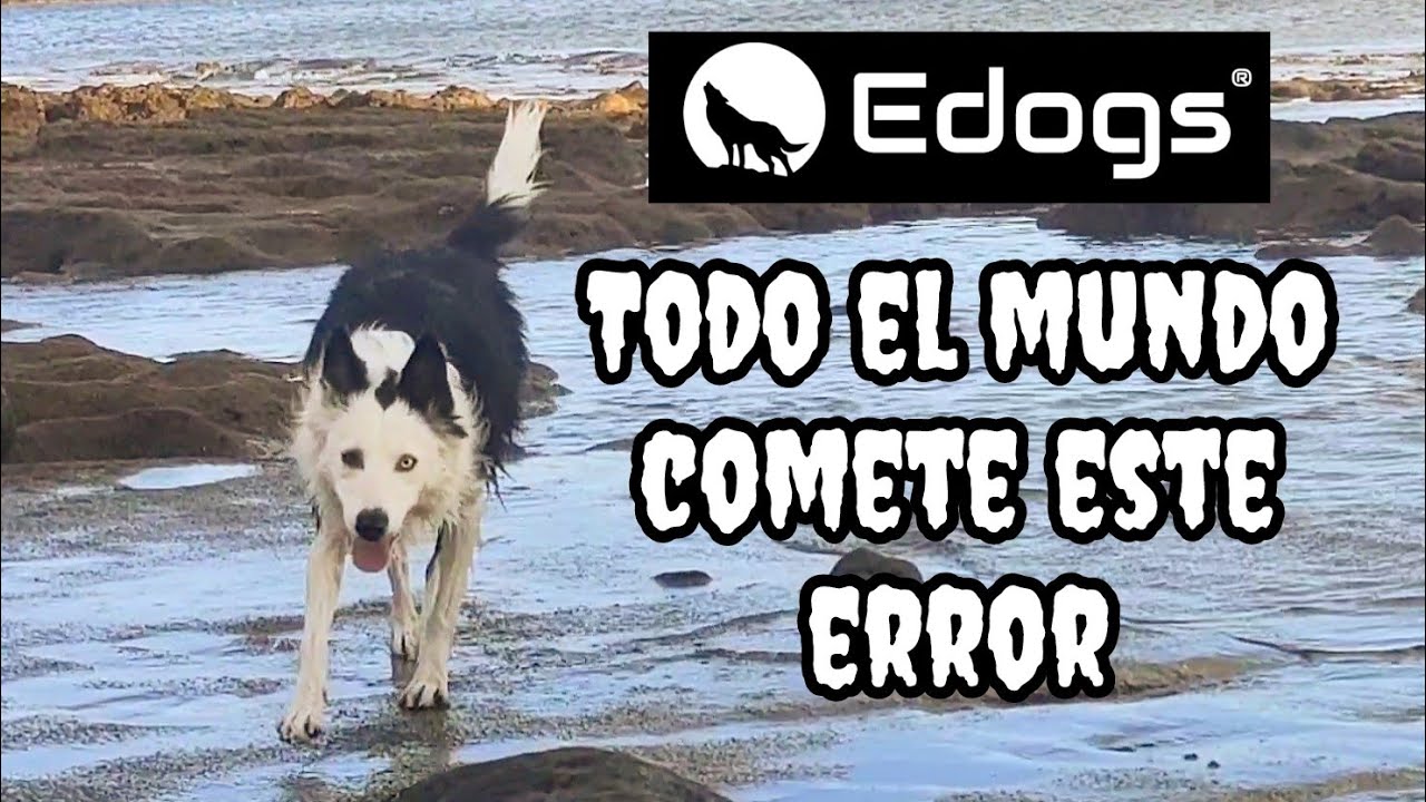 TODO EL MUNDO COMETE ESTE ERROR - Soltar a tu perro - YouTube