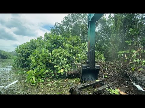 Massive Amphibious Excavator Clearing Riverbank Trees | River ...