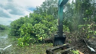 Massive Amphibious Excavator Clearing Riverbank Trees | River Restoration Project 🌿🚜