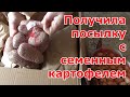 Посадочный материал картофеля и прочие саженцы на новый сезон. Распаковка посылки.