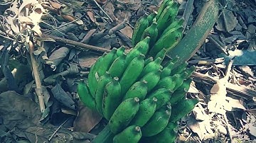 Chuối rừng trồng trong vườn - Quả siêu to - ăn mới đã làm sao