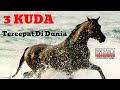 Kuda Tercepat Dunia _ Inilah 3 Ras Kuda Tercepat Dunia (Whir Latandrank)