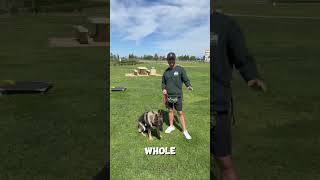 Dog Training in Orange County: The Yes Marker Moment
