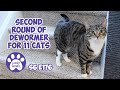 Second Round Of Dewormer For 11 Cats -  S6 E176 - Rescued Kittens, Lucky Ferals Cat Vlog