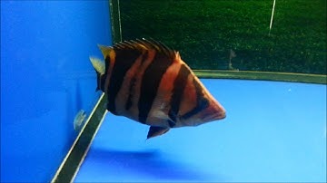 Cá Hổ indo 3 sọc 28 cm   Cá Rồng Trung Tọ