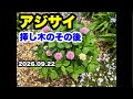 ◆【紫陽花】挿し木 9月の様子🪴