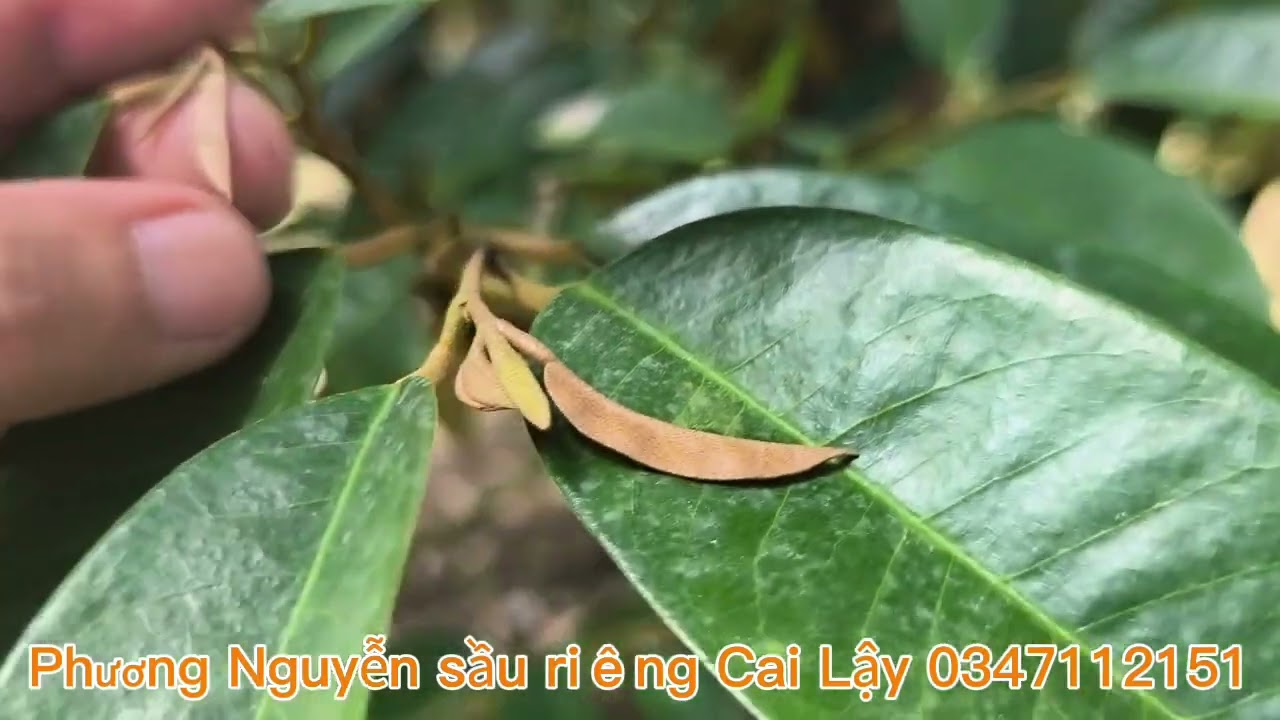 #63 chia sẻ cách quản lý đot trước xả nhụy 5 ngày 