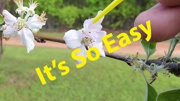 Hand Pollinating Fruit Trees