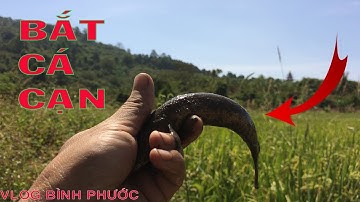 Bắt Được Toàn Cá Rô Đồng Trong Vũng Nước Cạn - Ra Đồng Tát Mương Bắt Cá Cạn | Vlog Bình Phước