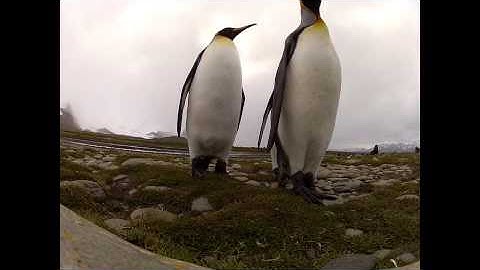 Close Encounter Of The King Penguin Kind