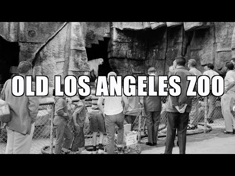 Video: Zoo sa los angeles