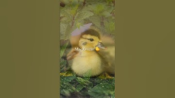 What I would name these ducks PART 1- @sabrinacarpenter {Tags: #ducks #names #cute}