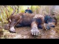 捕獲された巨大生物トップ20 捕獲された巨大生物トップ20