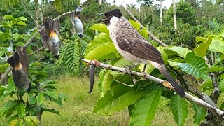 bird trap !! panen burung kutilang liar tapi auto galau