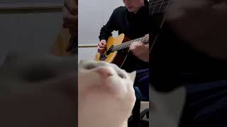 Vibing cat polka on guitar