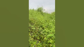 Cây thuốc xoan dây mọi người cần biết#caythuoc #covenduongvlogs #câythuốcquý #câythuốcnamquí