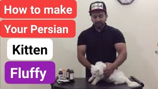 How to make Persian kittens Fluffy and Healthy | Tips for high quality nutrition of your cats| Urdu