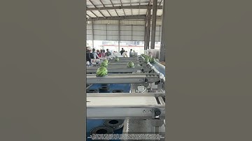 Automated Watermelon Weight Grading System in Action