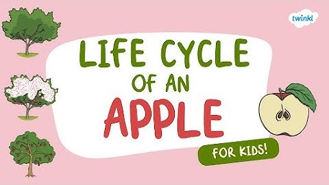 Life Cycle of an Apple for Kids! 🍎 | Learn About Apples | Twinkl USA