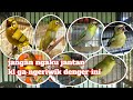 pancingan pleci jantan ngeriwik - terapi pleci