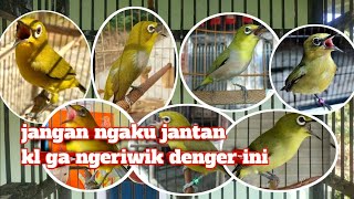 pancingan pleci jantan ngeriwik - terapi pleci