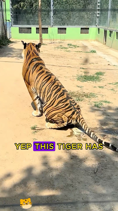 Tigre no calificado🐯#animals #tiger #foryou #shorts