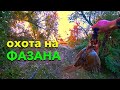 Охота на ФАЗАНА! С полем!! Фазан был добыт!!!