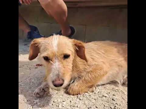 STRUPI 1 - YouTube