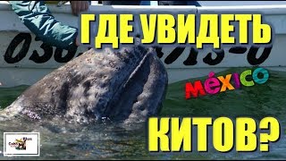 ГДЕ УВИДЕТЬ КИТОВ? Экскурсия на горбатых китов в Мексике в море Кортес (Калифорнийский залив).