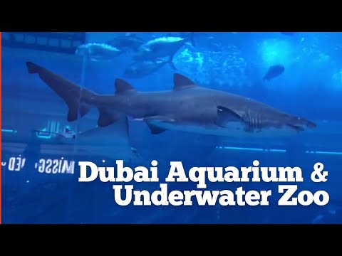 Dubai Aquarium & Underwater Zoo | Mall of Dubai |  Fascinating aquatic world.