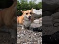 水から上がって心地良さそうなコーギー / A Corgi looking content after getting out of the water. #コーギー #corgi #サクラ