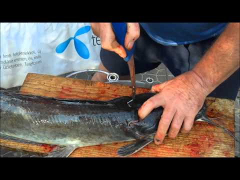 Videó: A Beteg Afrikai Gyermekek Halálozásának Előrejelzése: A FEAST Gyermekgyógyászati sürgősségi (PET) Pontszám