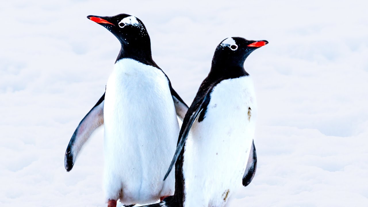 🧊 去了南极才知道，原来世界真的有尽头