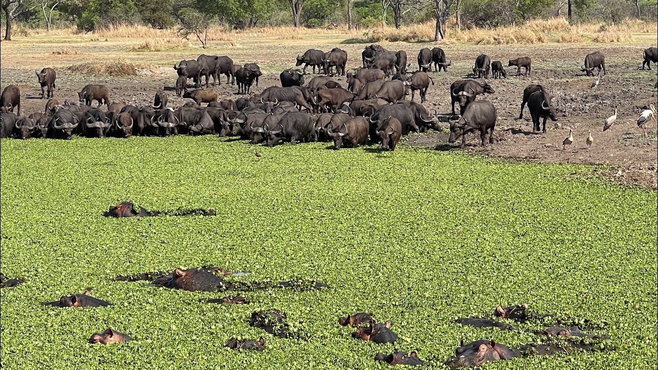 Katavi National Park, Tanzania @ErnestTufft 