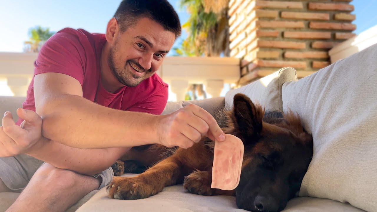 Trying to Wake Up My Cute German Shepherd Puppy