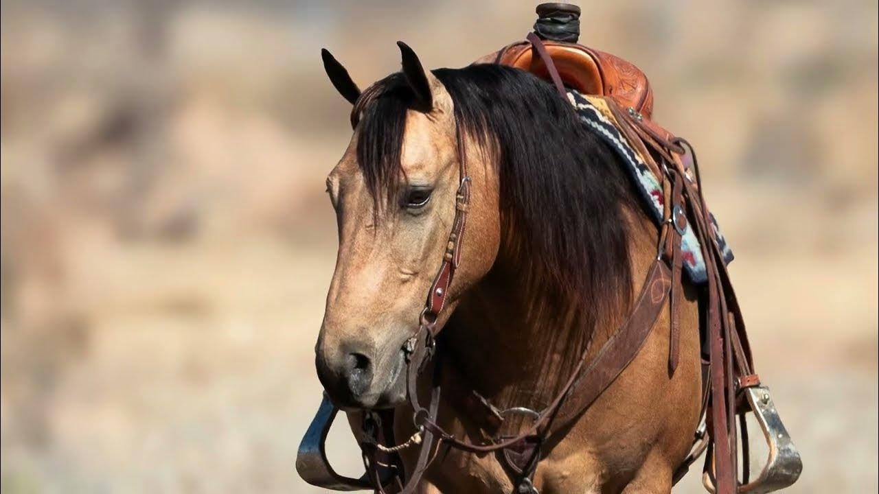 SL Lena Charms 2018 AQHA Gelding Hip 9 Hershberger Horse Sale Feb