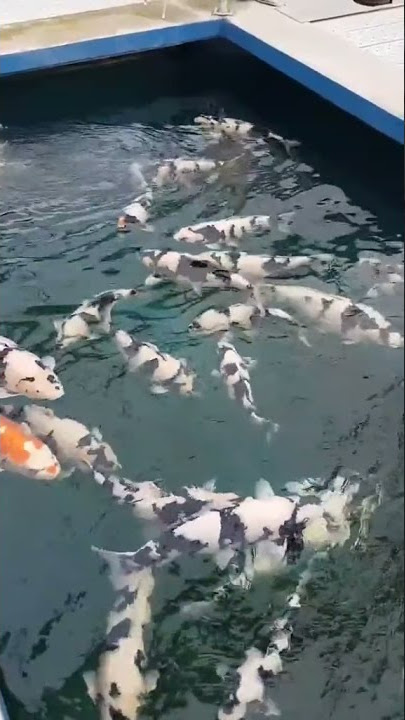 Ikan koi hitam putih #shorts