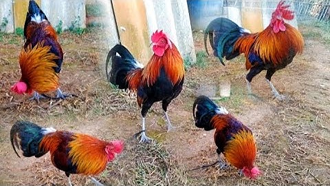 Nrog kuv Saib qaib dib ua si nb zoo nraug hee ดูไก่ต่อใหม่สวยๆครับพี่น้อง