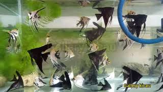 Budidaya ikan manfish, ikan layang2, atau ikan angel fish. screenshot 1