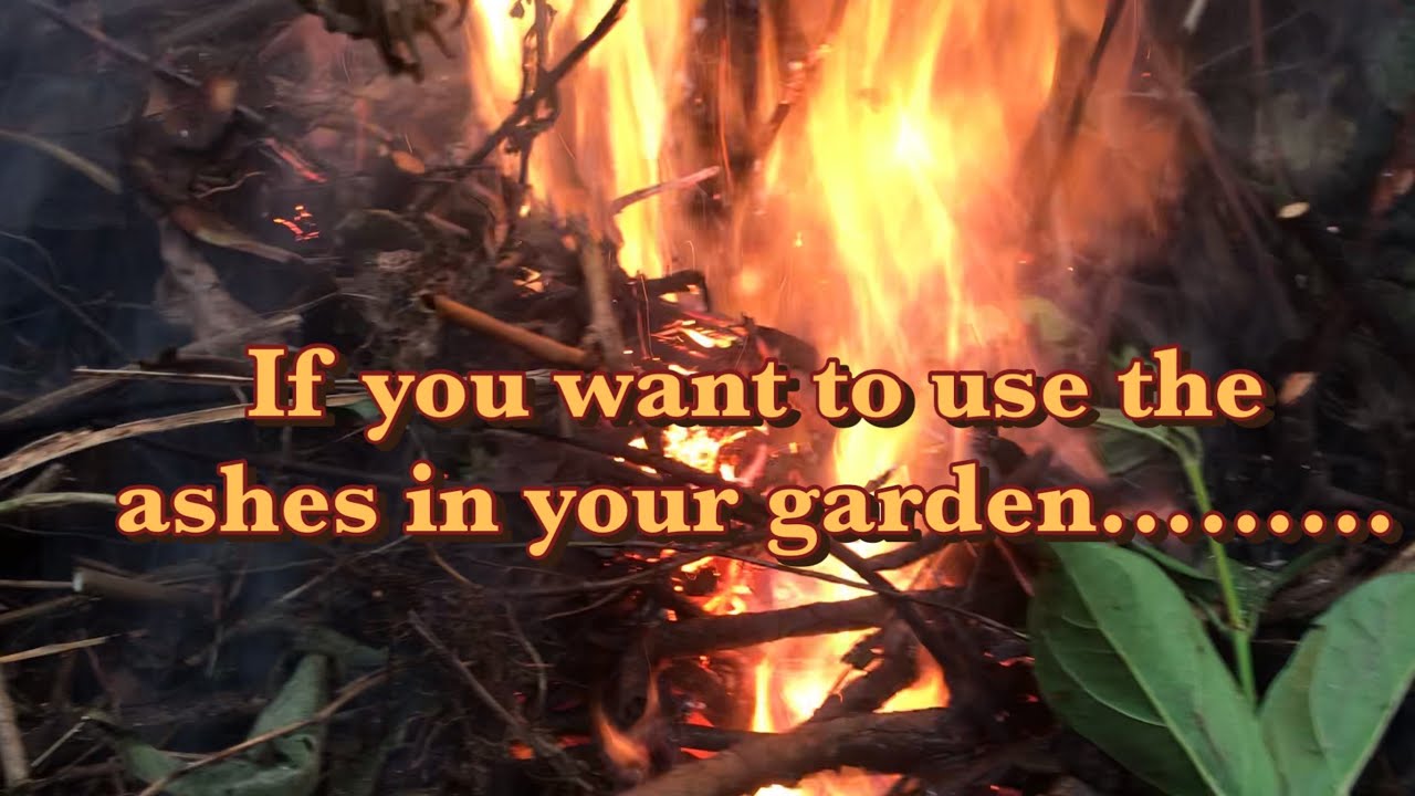 If you want to use your ashes in your garden after burning yard waste