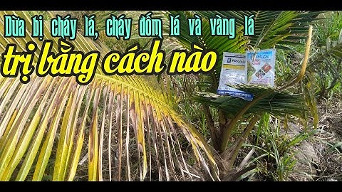 VÌ SAO DỪA MỚI TRỒNG BỊ CHÁY LÁ, CHÁY ĐỐM LÁ VÀ VÀNG LÁ - GIẢI PHÁP NÀO ĐỂ CÂY DỪA PHÁT TRIỂN TỐT.